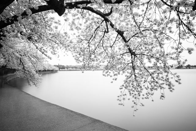 A blooming cherry tree overhanging the Tidal Basin in Washington, DC.