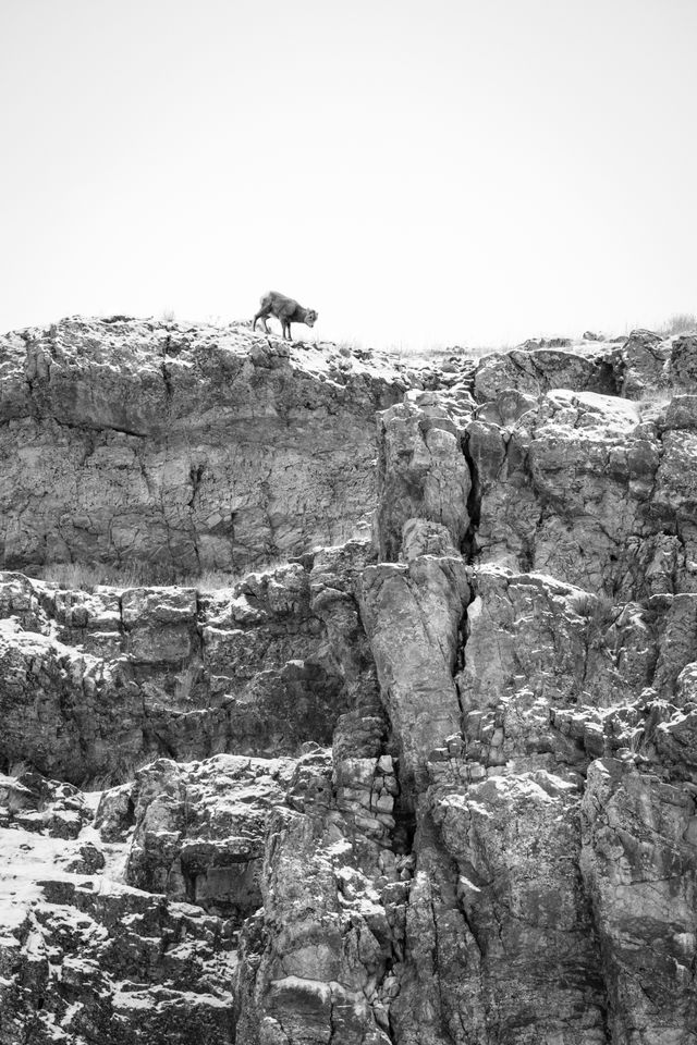 A bighorn sheep lamb scrambling at the top of a ridge at Millers Butte, at the National Elk Refuge.