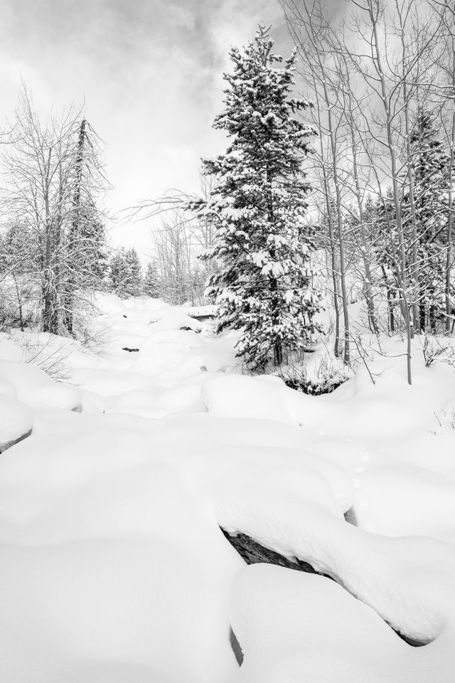 Taggart Creek, completely covered in snow in the winter.