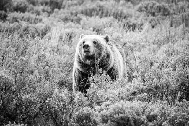 Grizzly 610, standing among sagebrush, sniffing around with a mildly concerned expression on her face.