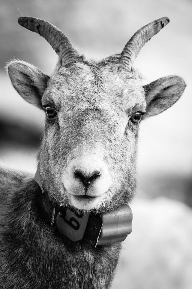 A close-up portrait of a bighorn sheep ewe, wearing a tracking collar, looking directly at the camera.