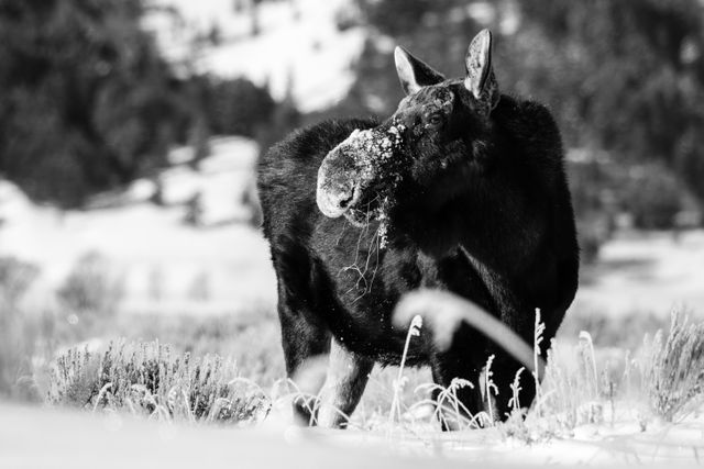 A moose bull without antlers and with a snow-covered snout, munching on some bitterbrush at Antelope Flats, Grand Teton National Park.