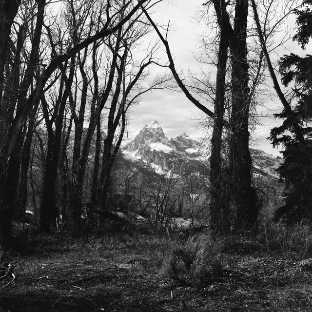 The Grand, seen through a group of trees.