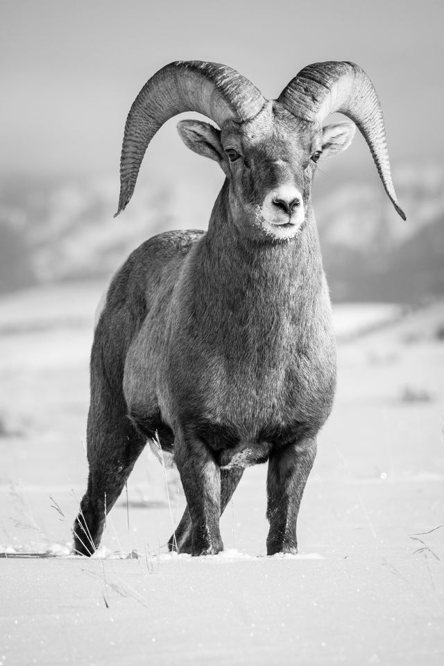 A bighorn ram standing proudly in the snow, looking towards the camera. A few blades of grass are visible in the snow. He has some snow around his mouth.