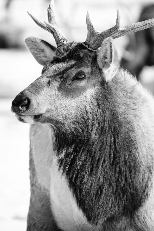 Close-up of a male elk at the National Elk Refuge in Wyoming.