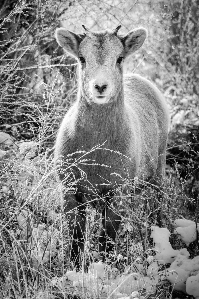 A bighorn lamb standing in snow-covered brush, looking in the direction of the camera.