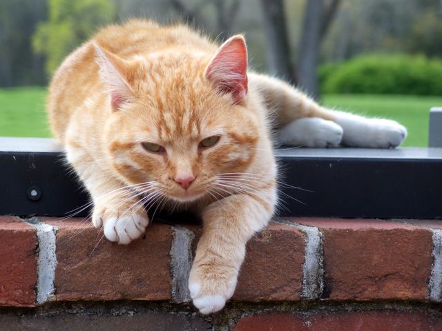 A furry visitor of Stonewall Jackson’s shrine near Fredericksburg, VA.