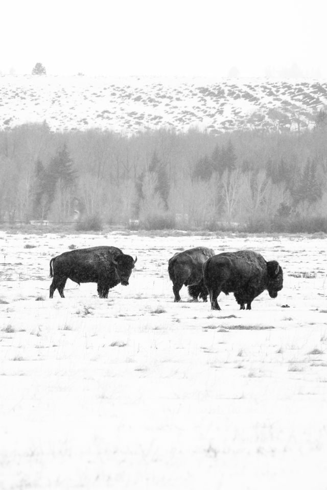 A group of bison on a snow-covered field near the Cunningham Cabin.