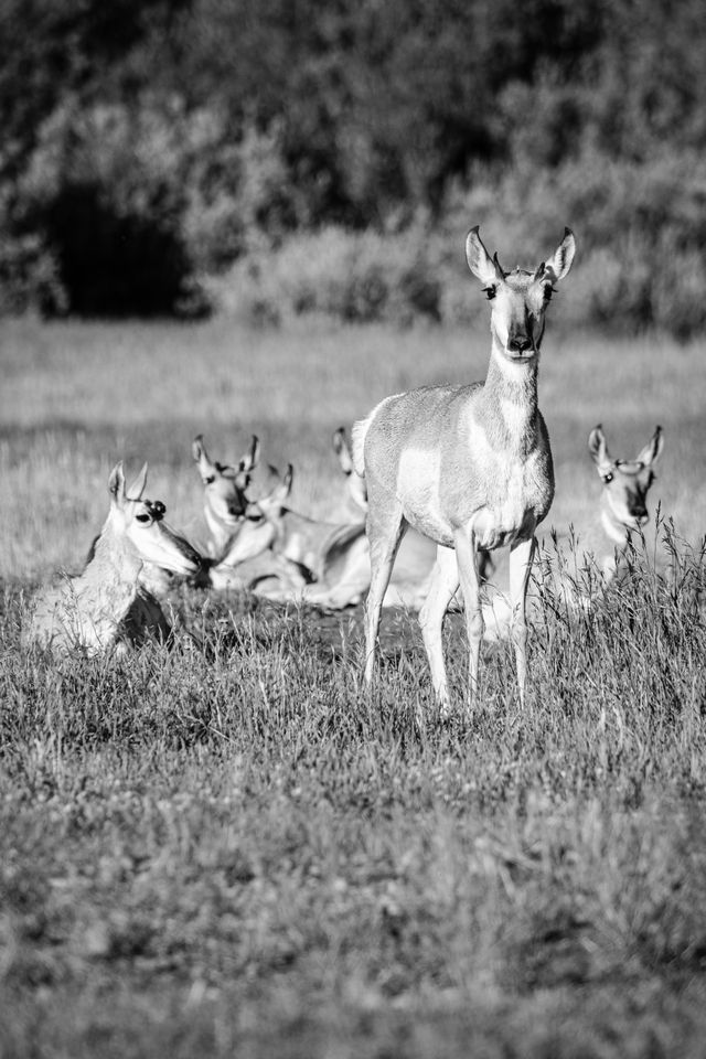 A group of six pronghorn in the grass. The one in the foreground is standing up and looking towards the camera, the rest are laying down in the grass.