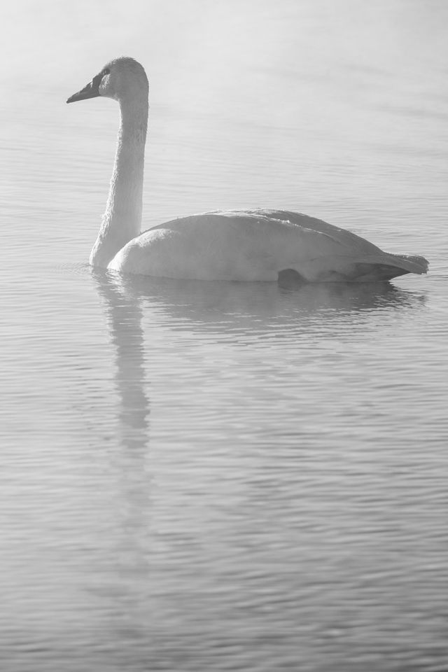 A trumpeter swan swimming on a misty warm spring.