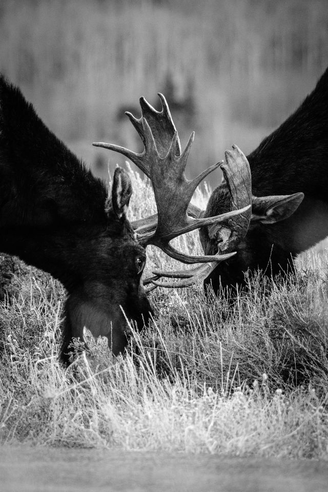 Two bull moose sparring on the side of the road, their antlers locked.