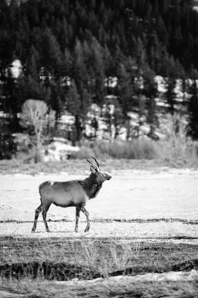 An elk walking around near the Kelly Warm Spring at Grand Teton National Park.