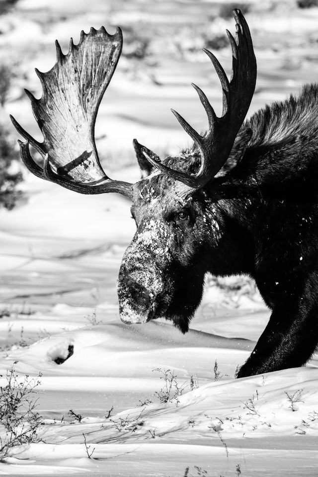 A bull moose with rather large antlers, walking in deep snow. His nose is covered in snow.