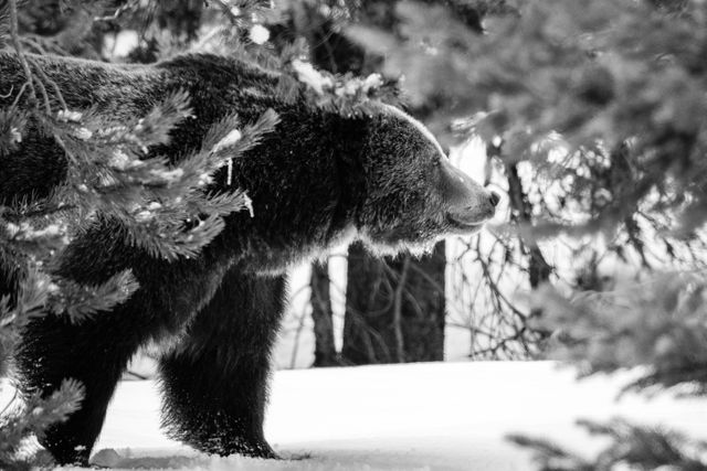 A male grizzly bear, seen through snow-covered pine tree branches in the woods.