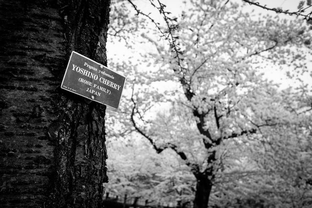 A sign on a cherry tree at Lower Senate Park that reads "prunus yedoensis, yoshino cherry (rose family), Japan".