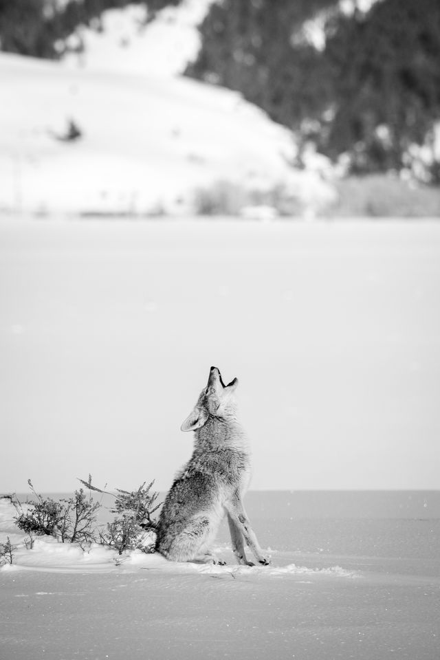 A coyote sitting on the snow next to some brush at Antelope Flats, and howling.