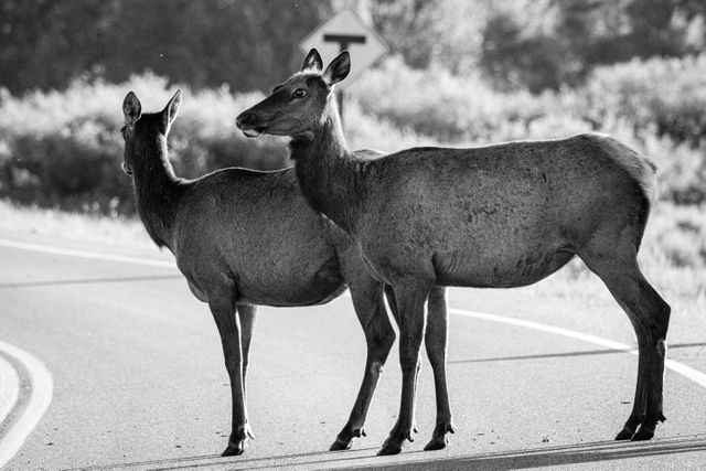 Two elk cows standing in the middle of a road.