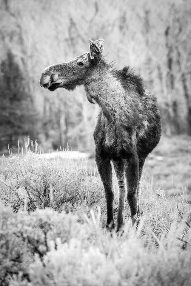 A cow moose, standing on sagebrush, looking towards her right. Her neck is showing signs of shedding her winter furs.