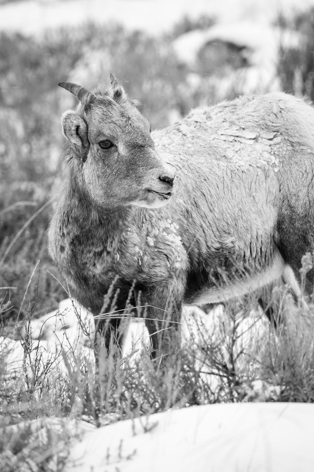 A young bighorn lamb, covered in snow and ice, looking towards its side.