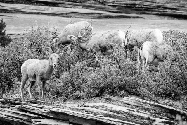 Five desert bighorn sheep eating from a shrub growing on a sandstone hillside.