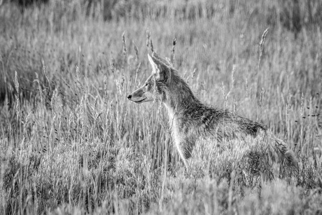 A young coyote sitting in the grass.