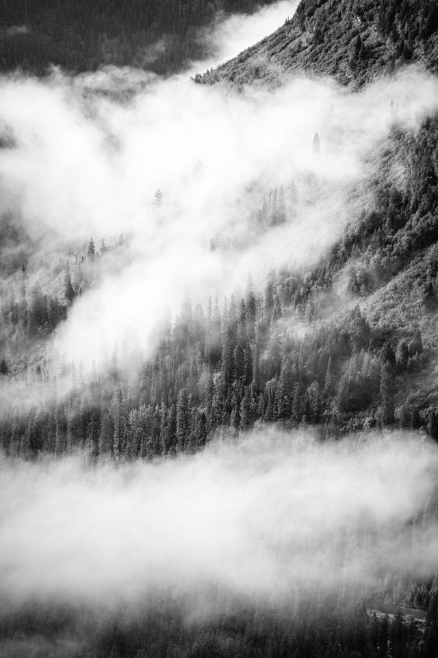 Trees seen through the morning fog hanging over the McDonald Valley, from the Going-to-the-Sun Road.