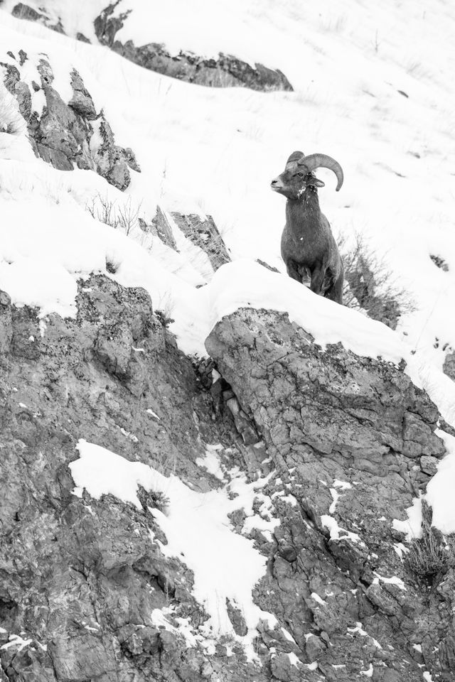 A bighorn sheep standing on a snow-covered rocky ridge at the National Elk Refuge.