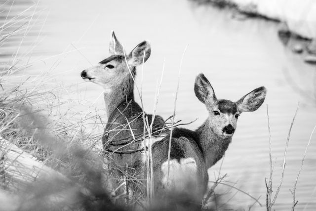 Two mule deer standing on the banks of the Gros Ventre river.