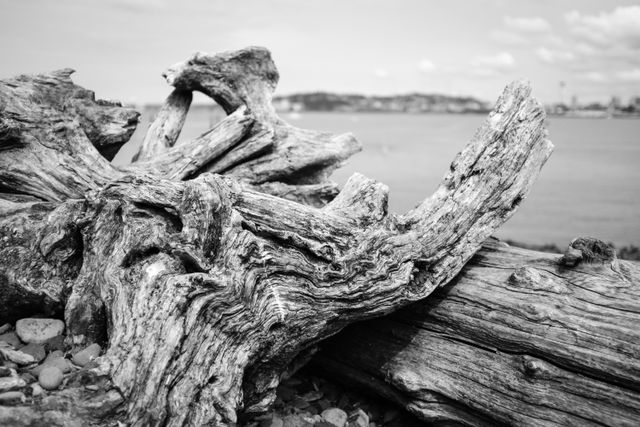 A big piece of driftwood on a beach in West Seattle.