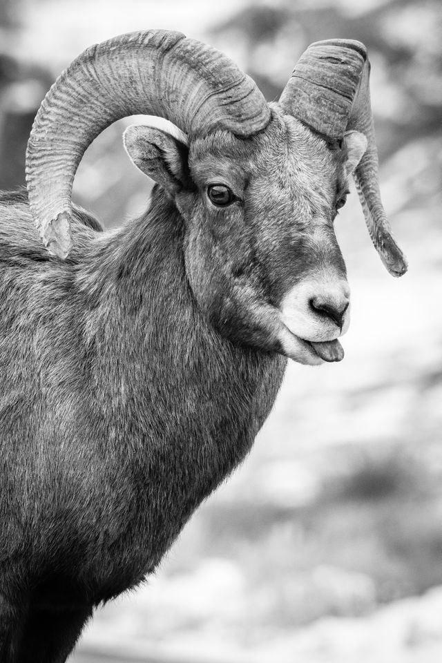 A portrait of a bighorn ram. His tongue is sticking out of his mouth a little bit.