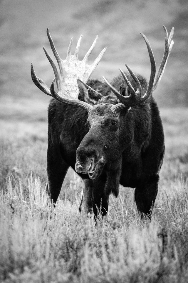 A large bull moose with large antlers, seen mid-chew from the front.