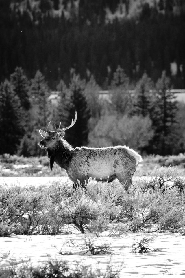 A bull elk standing among the sage brush at Grand Teton National Park.