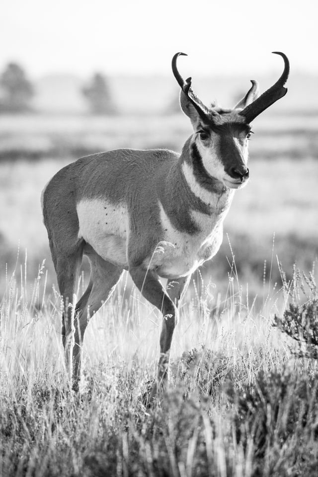 A pronghorn buck standing on a grassy field.