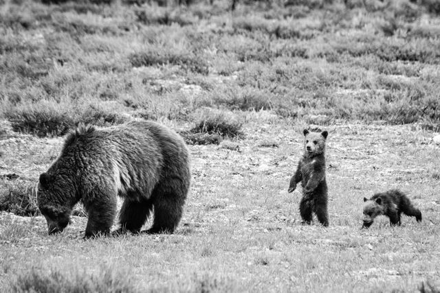 A grizzly sow, with two cubs in tow. One of them is standing on its hind legs.