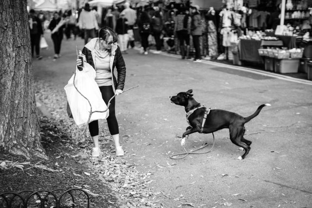 A dog chasing a stick at the Eastern Market Flea Market.