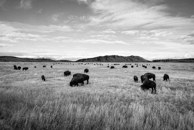 A large herd of bison near the Elk Ranch in Grand Teton National Park.