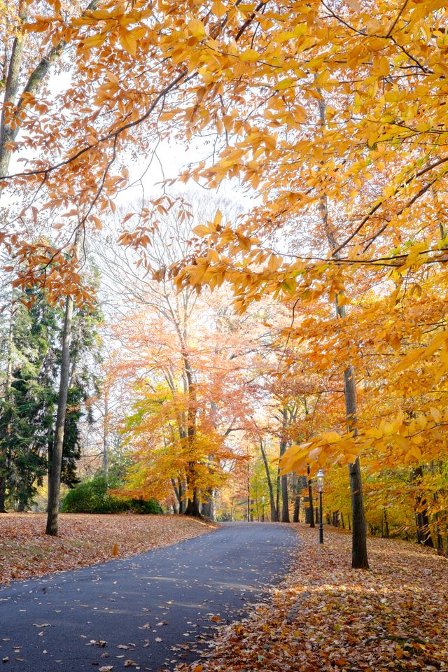 Trees in full fall colors in Glenmont.