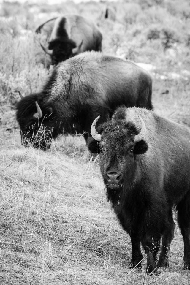 Three bison eating the brush near the Kelly Warm Spring. The one in the foreground is looking the camera with a mouthful of brush.