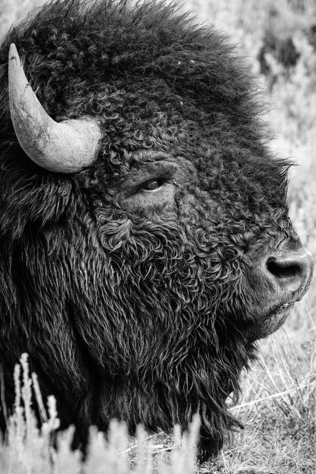 Close-up profile portrait of a bison, looking towards the right of the frame.