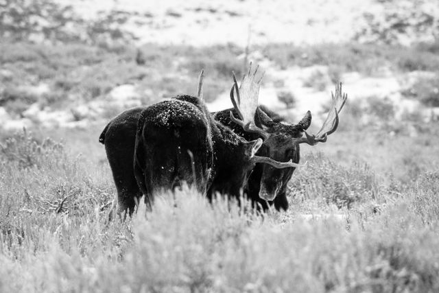 Two bull moose staring each other down while sparring on Antelope Flats.