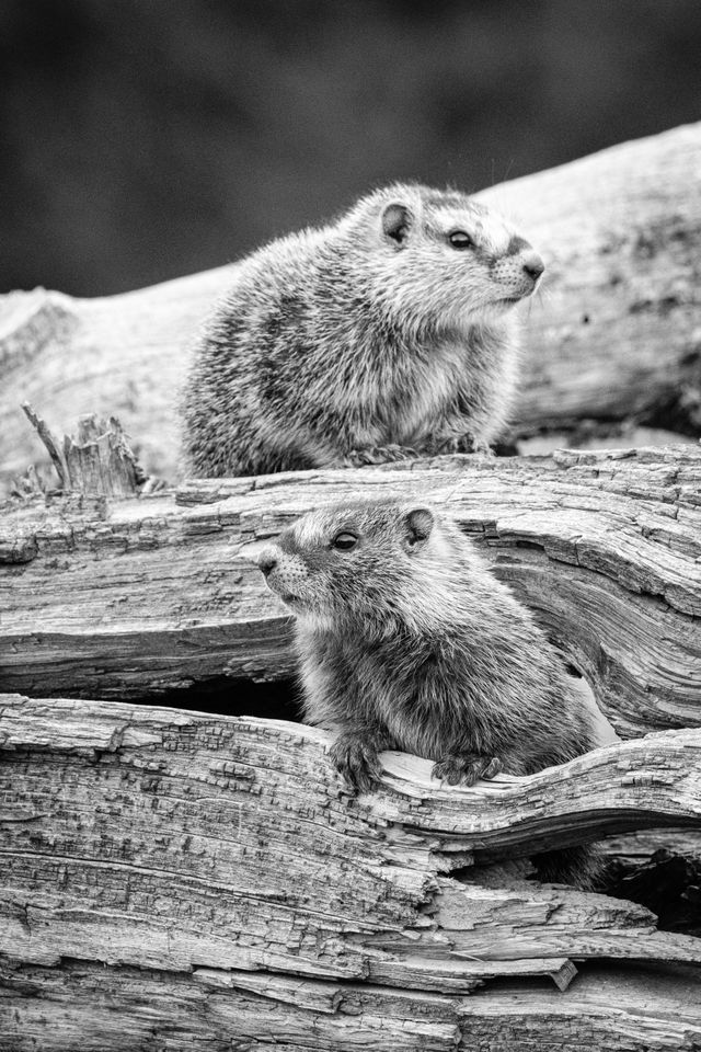 Two marmots on a log on the ground. The one at the bottom is coming out of a hole in the log, the one on top is standing on top of the log.