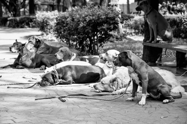 A group of dogs taking obedience lessons.