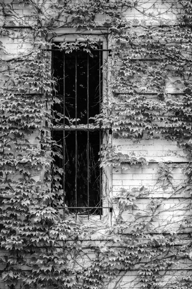 A vine covered facade of a house in Capitol Hill.