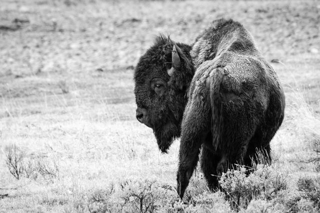 A bison, looking to his side while walking away from the camera.