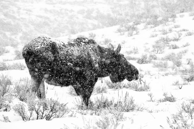 A bull moose walking on the sage brush near Antelope Flats during heavy snowfall.