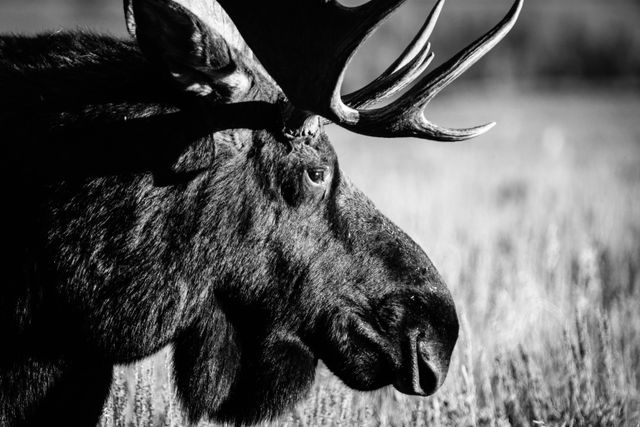 A close-up profile of a bull moose with huge antlers, standing in a field of sagebrush.