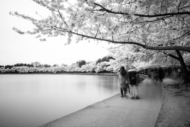 People taking photos of the cherry blossoms along the Tidal Basin.