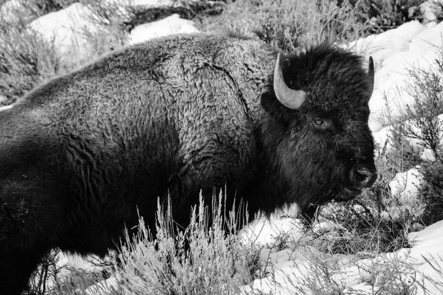 A bison eating sage brush and grasses on a snow-covered hill.