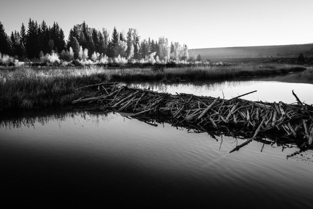 A beaver dam on the Snake River, seen near Schwabacher Landing shortly after sunrise.