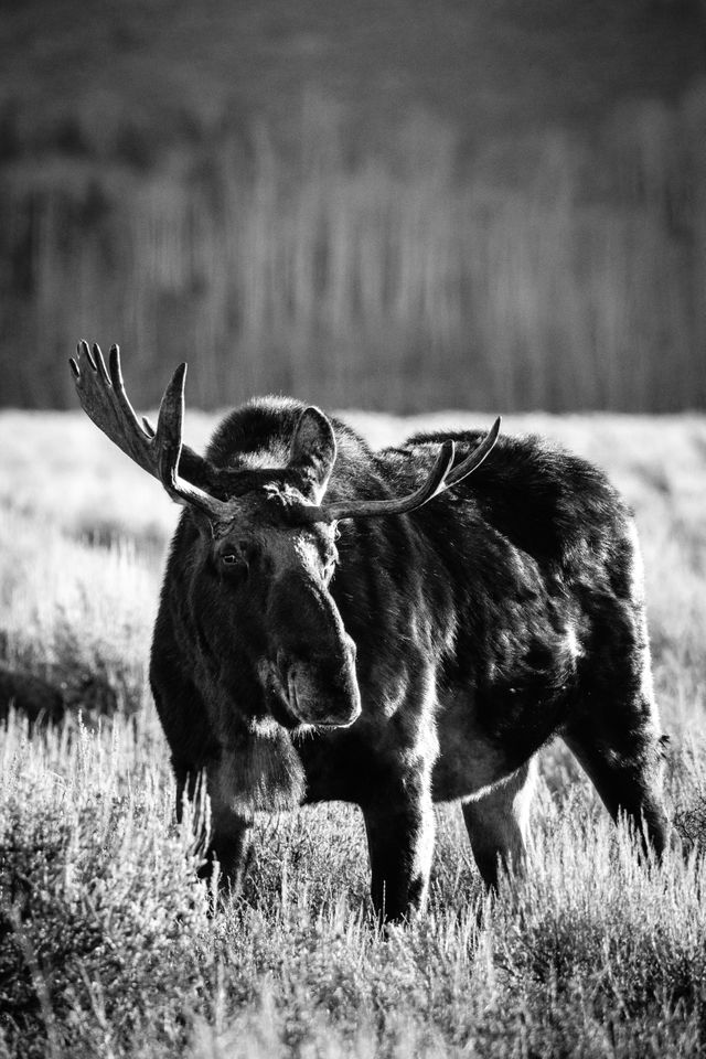 A bull moose standing in sagebrush, looking towards his camera. His breath can be seen in the cold morning air.